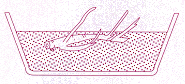 Disposition du rhizome