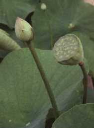 Bouton et fruit du lotus