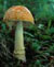 Les champignons