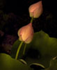 Apr�s Minuit