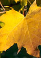 Couleurs d'automne