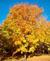 Un jardin color� � l'automne