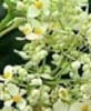 Les b�gonias