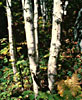 Arbres et arbustes ornementaux