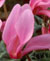 Cyclamen