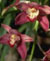 Cymbidium - orchid�e