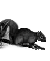 �cureuil
