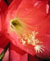 Christmas Cactus and Epiphytic Cacti