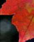 Aide-m�moire du jardinier amateur : automne