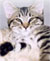 L'herbe � chat