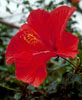 Plantes d'int�rieur