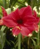 Amaryllis