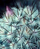 Succulent Plants