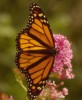 The Monarch Odyssey