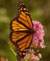 Butterfly gardening