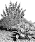 Plants for shade gardens