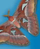 Papillons en liberté