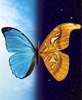 Butterflies Go Free