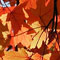 Fall at the Garden