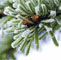 Il �tait une fois l'hiver... 