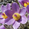 Spring at the Garden