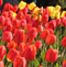 Spring is here!