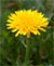 Tips for controlling dandelions, plantains and other undesirables