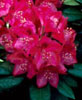 Les rhododendrons du Jardin Leslie-Hancock