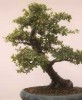 Bonsai
