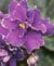 African Violet