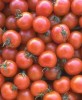 Potager