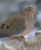 Mourning Dove