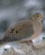 Birdwatching at the Montr�al Botanical Garden