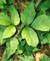 Reconna�tre l'herbe � la puce