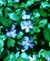 Ground Covers