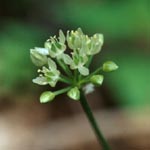 Wild Leek (Allium tricoccum) Photo: Michel Tremblay