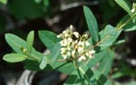 Indian Hemp (Apocynum cannabinum) Photo: Normand Fleury