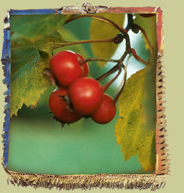 Hawthorn (Crataegus)