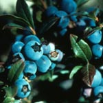 Blueberry (Vaccinium angustifolum) Photo: Jardin botanique de Montr�al