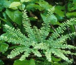 Maiden-hair Fern (Adiantum pedatum) Photo: Minist�re des Ressources naturelles du Qu�bec 