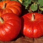 Pumpkin (Squash) (Cucurbita)