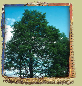Sugar Maple (Acer saccharum) Photo: Normand Cornellier