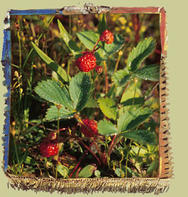 Virginia Strawberry (Fragaria virginiana) Photo: Normand Fleury