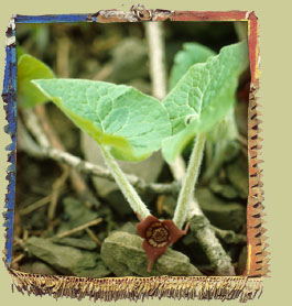 Wild Ginger (Asarum canadense) Photo: R�jean Martel