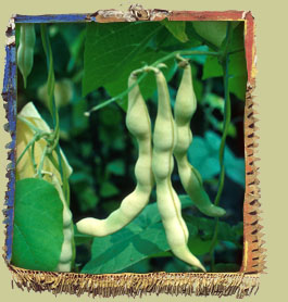 Bean (Phaseolus vulgaris) Photo: Jean-Pierre Bellemare