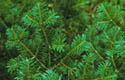 conifer forest