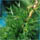 Conifer Forest