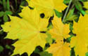 hardwood forest