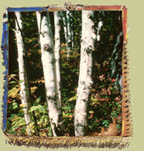 bouleau � papier (betula papyrifera) photo: minist�re des ressources naturelles du qu�bec