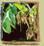 fr�ne (fraxinus) photo: minist�re des ressources naturelles du qu�bec 